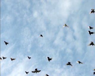 Aranda/Lasch 2003-2006